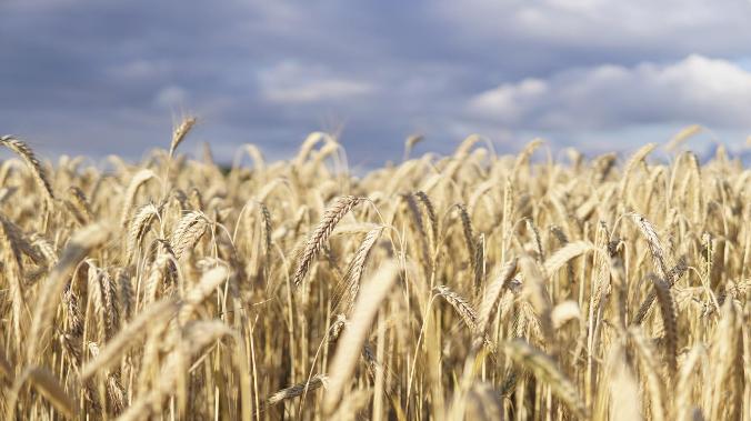 Цена на пшеницу взлетела на европейском рынке