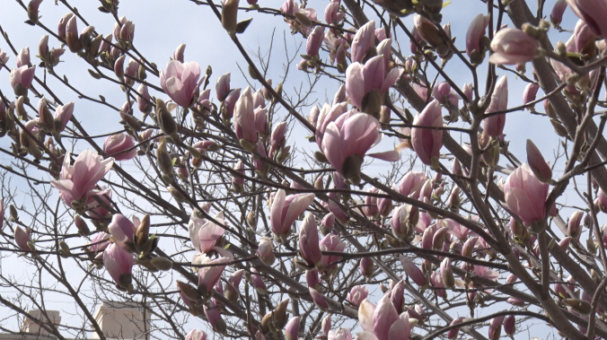 В центре Севастополя распустилась магнолия
