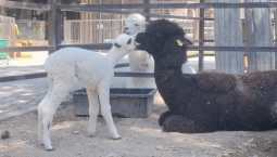 В Бахчисарае появилась целующаяся альпака