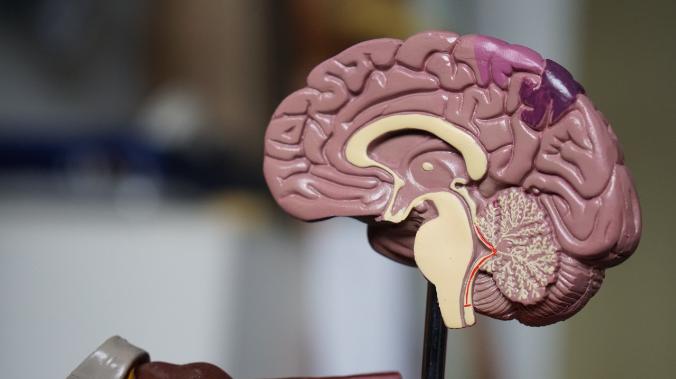 Ученые ЮУрГУ установили связь между интеллектом и активностью мозга