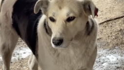 Над собачьим приютом в Геническе взяли шефство 