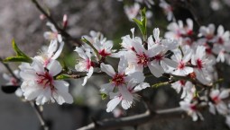 В Крым ярко и звонко ворвалась солнечная и цветущая весна