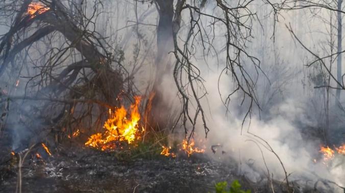В Хабаровском крае и Якутии горят леса