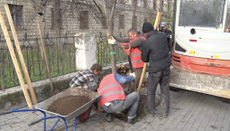 На улице Гоголя в Севастополе высадят 60 лип