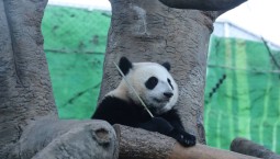«Дворец» панды: Катюше построят вольерный комплекс