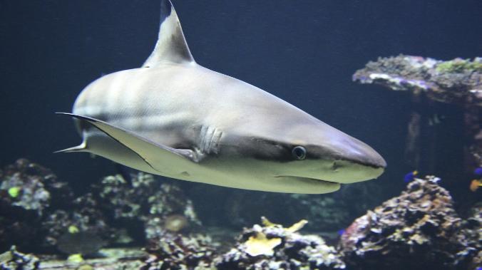 Свыше трети всех видов акул находятся под угрозой исчезновения