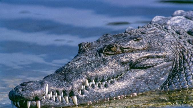 Древний крокодил, найденный в Перу, проливает свет на их происхождение