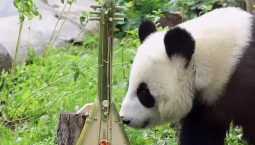 В Москве панде Катюше подарили балалайку из бамбука