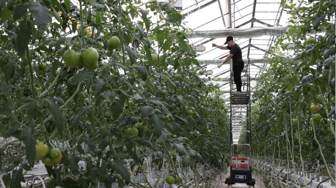 Тепличные хозяйства Севастополя получат субсидию 