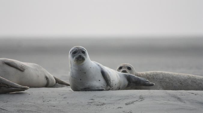 На побережье Каспийского моря нашли более 150 мертвых туш редких тюленей