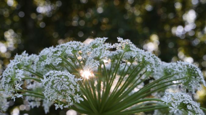 ООПТ Севастополя защитят от опасных видов растений