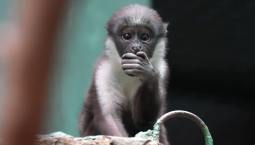 В Московском зоопарке родился редкий вид мартышки