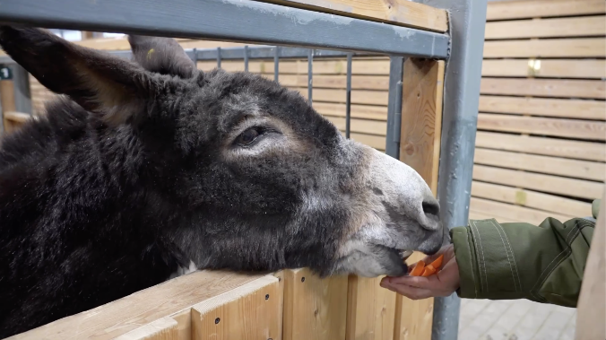 Ослик Жорик поселился в московском зоопарке 
