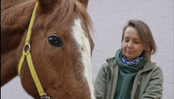 В зоопарке Москвы гостей развлекает конь-гитарист