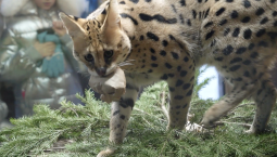Сервалы радуют посетителей Зоосада в Вотчине Деда Мороза