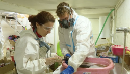 В реабилитационном центре Анапы спасают птиц