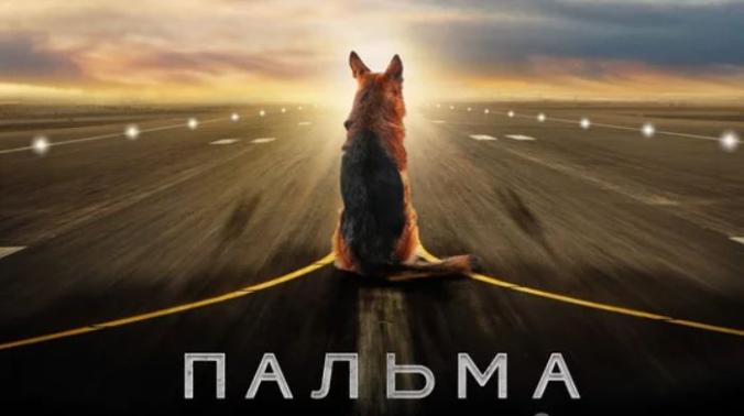 Японцы заранее покупают билеты на фильм «Пальма» о «русском Хатико»