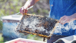 Число пчеловодческих хозяйств растёт в Севастополе