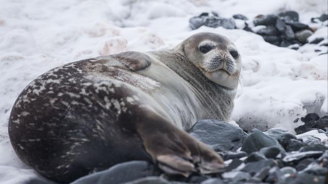Минприроды: массовая гибель тюленей в Дагестане вызвана природными факторами 