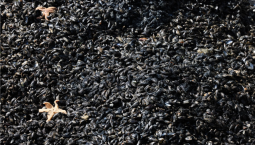 В Азовском море стало больше мидий из-за потепления