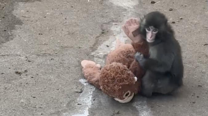 Захарова: мир отвлекают от ядерной угрозы обезьяной