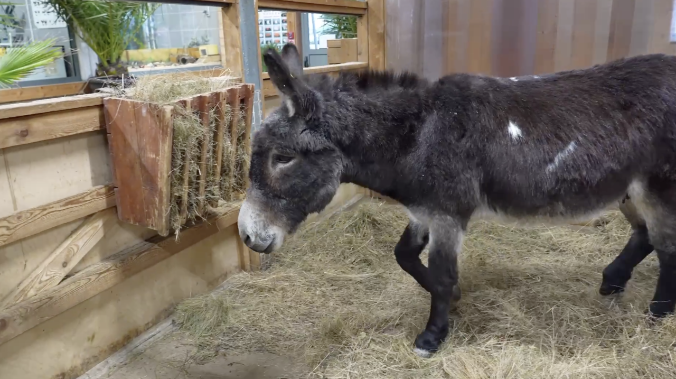 Ослик Жорик, прибывший из зоны СВО, «ушёл на пенсию»