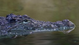 Крокодилы и змеи будут охранять границы Индии?