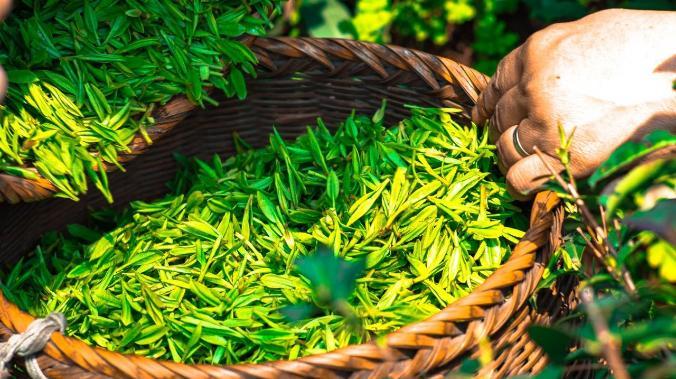 Зеленый чай положительно влияет на интеллект мужчин