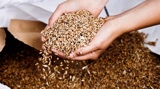 Экономист Холод объяснил снижение цен на зерно
