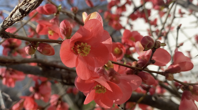 Самое красивое время: Севастополь расцвёл и наполнился сладким ароматом