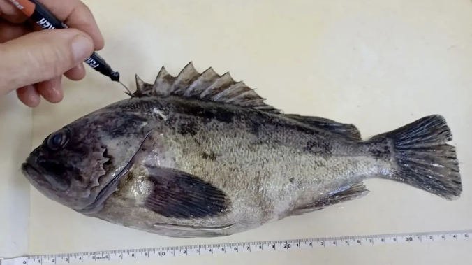 Учёные следят за корейским окунем в Чёрном море