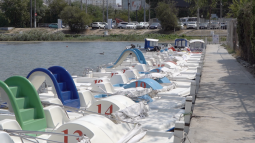 Севприроднадзор разберётся с цветением воды в Омеге