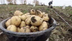 По итогам 2024 года картофель подорожал почти на 92%