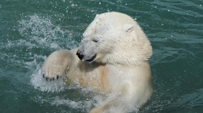 В Екатеринбурге белый медведь погиб из-за брошенного людьми подарка