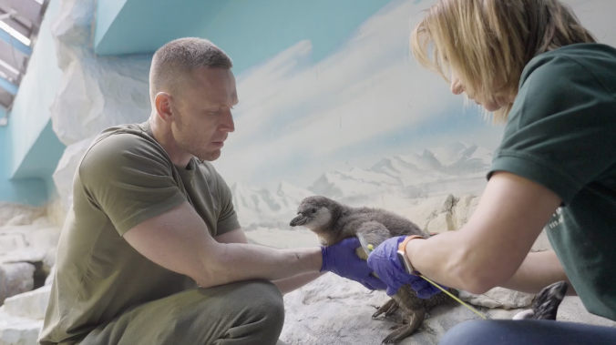 В Московском зоопарке родились птенцы пингвинов