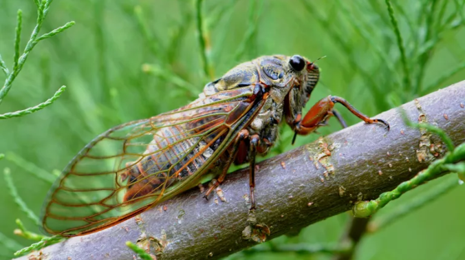 Триллионы цикад могут заполонить Восточное побережье США со дня на день