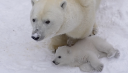 Белого медвежонка показали в зоопарке Новосибирска
