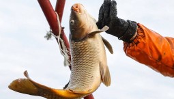 С начала года в России добыли более 220 000 тонн рыбы