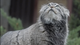 Зима близко: манул Тимофей отрастил шубу к холодам