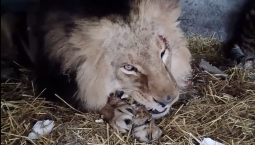 Лев Нео выжил после атаки дрона ВСУ в Запорожской области