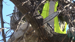 По сухостоям у «Металлиста» прошлись бензопилой