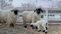 Ягнёнок родился на ферме в селе Верхнесадовое