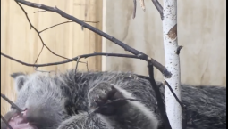 Малыши-бинтуронги устроили весёлый переполох