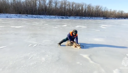 Под Саратовом из ледяного плена спасли косулю