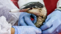 С декабря на Кубани нашли 7 336 птиц, пострадавших от мазута