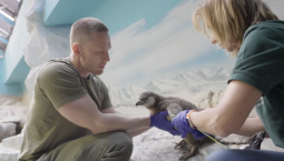 В Московском зоопарке родились птенцы пингвинов