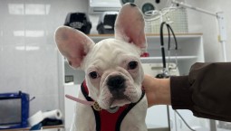 В Севастополе в ноябре помогли 528 животным