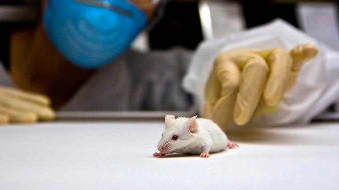 “Неправильная” микрофлора кишечника делает мышей равнодушными к потомству