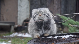 Манул Тимоша из Московского зоопарка официально перешёл в зимний режим 