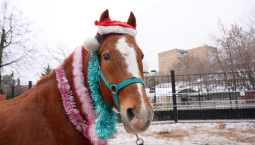 В Московском зоопарке устроили фуршет для лошадей